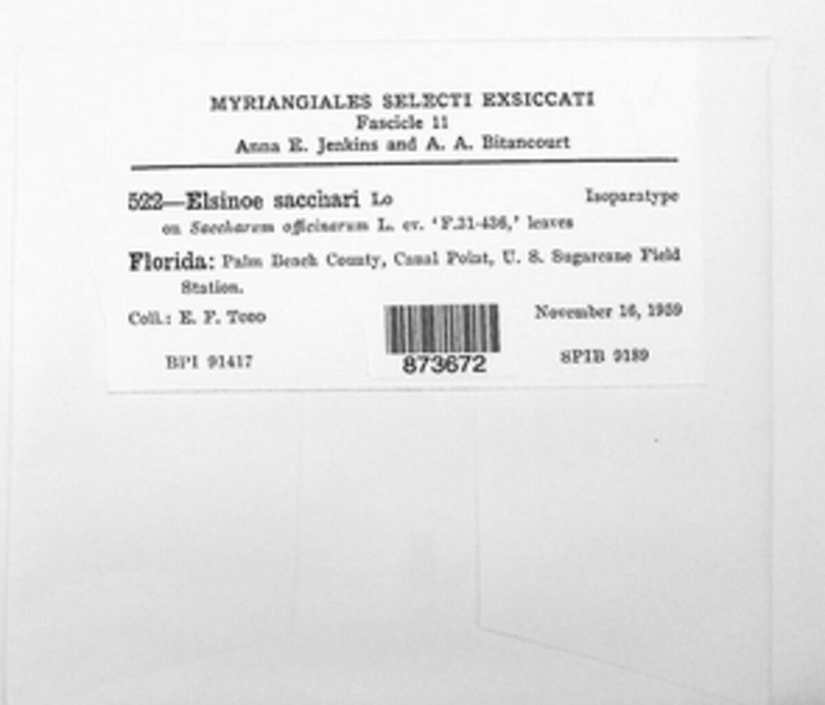 Elsinoe sacchari image